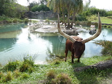 Kilimanjaro Safaris